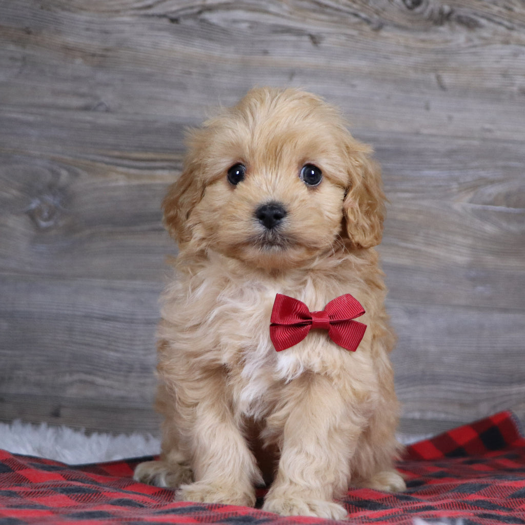 Arthur - Available 12/23