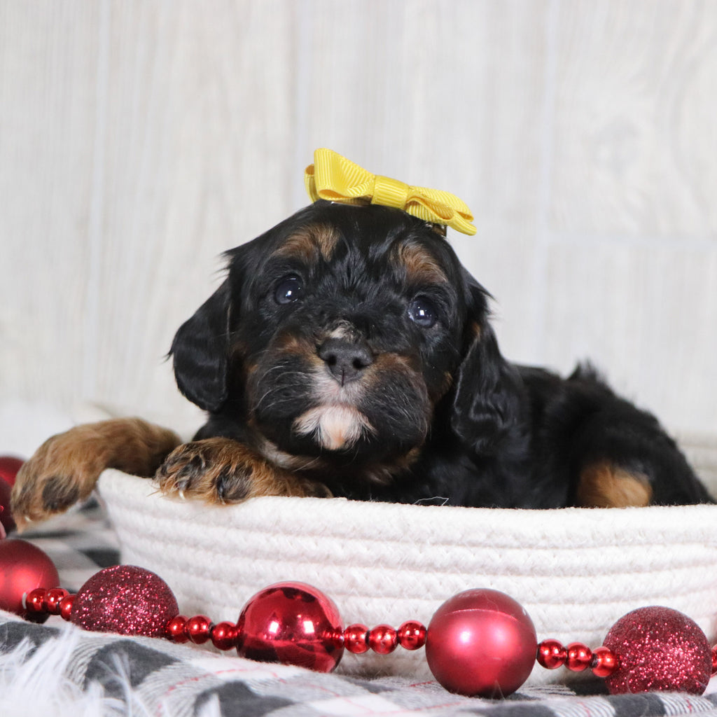 Athena - Available 1/8