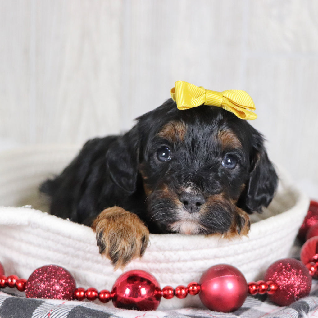 Athena - Available 1/8