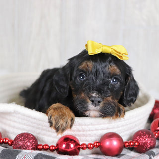 Athena - Available 1/8