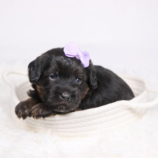 Aurora - Available 12/17