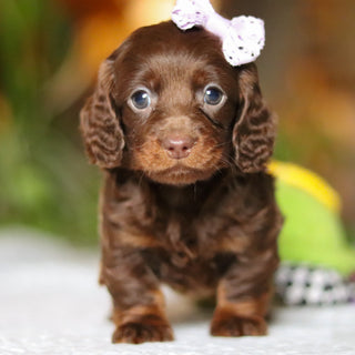 Autumn - Available 12/10