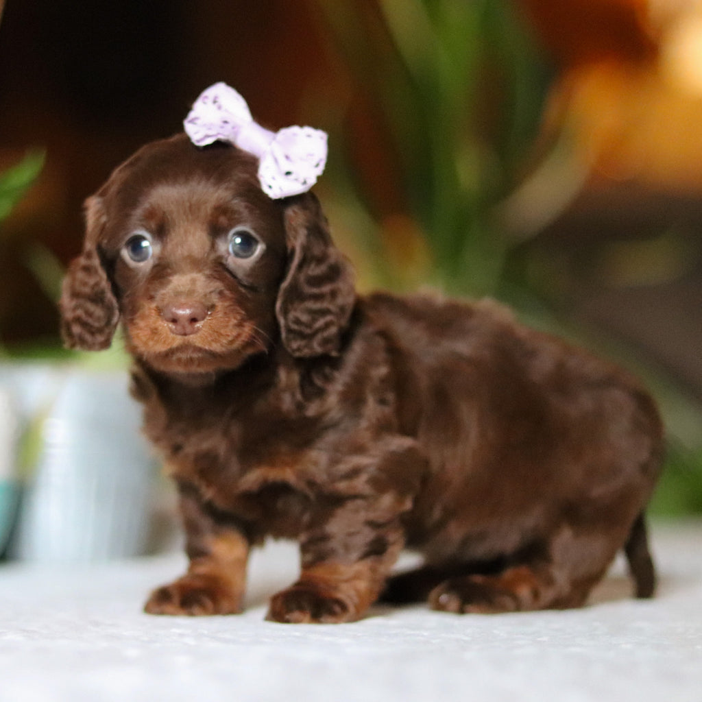 Autumn - Available 12/10