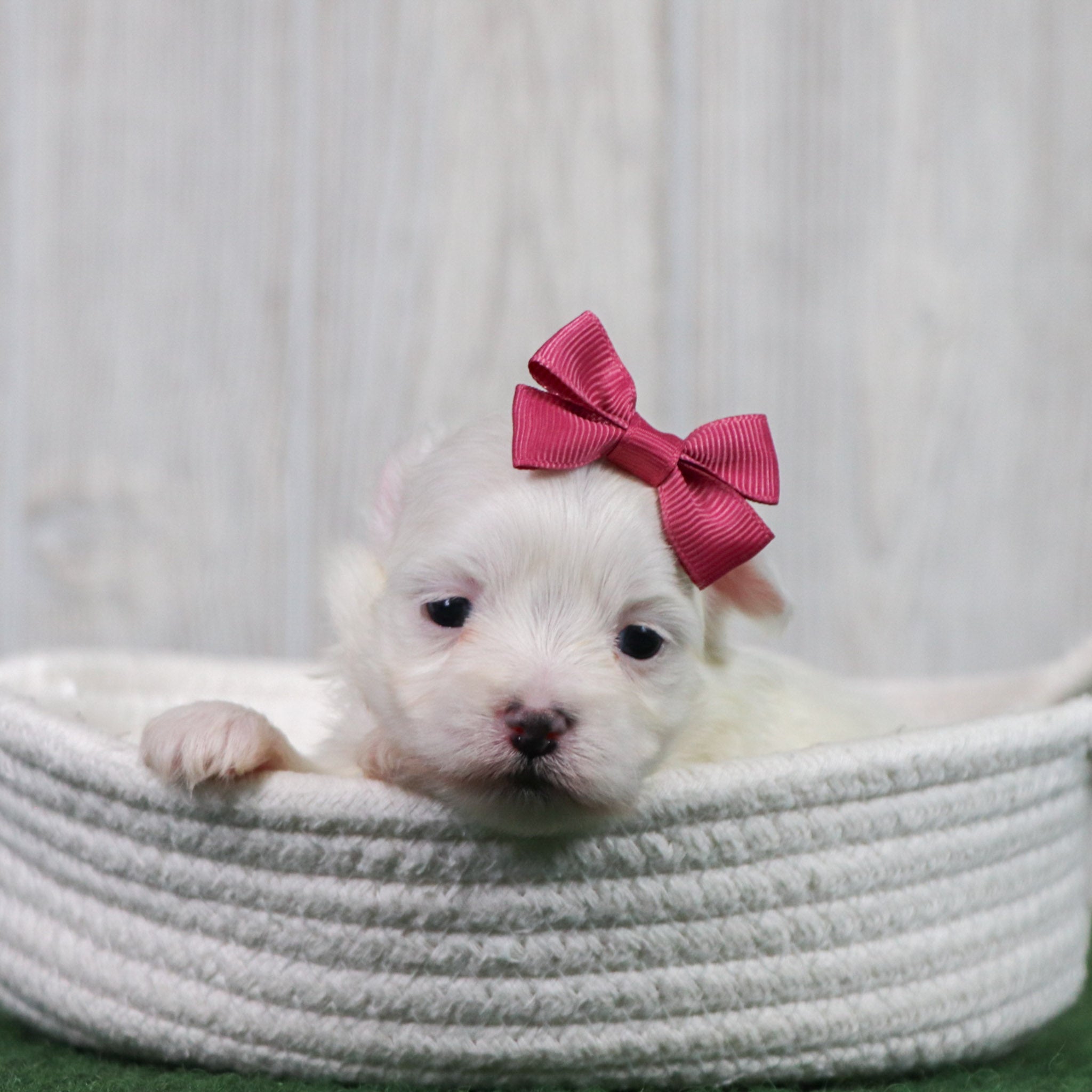 Puppies for sale in Weddington