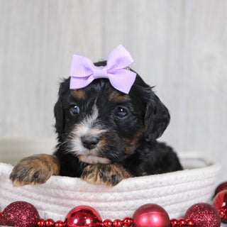 Avery - Available 1/8