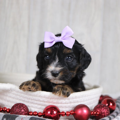 Avery - Available 1/8