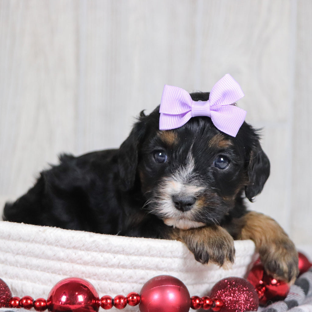 Avery - Available 1/8