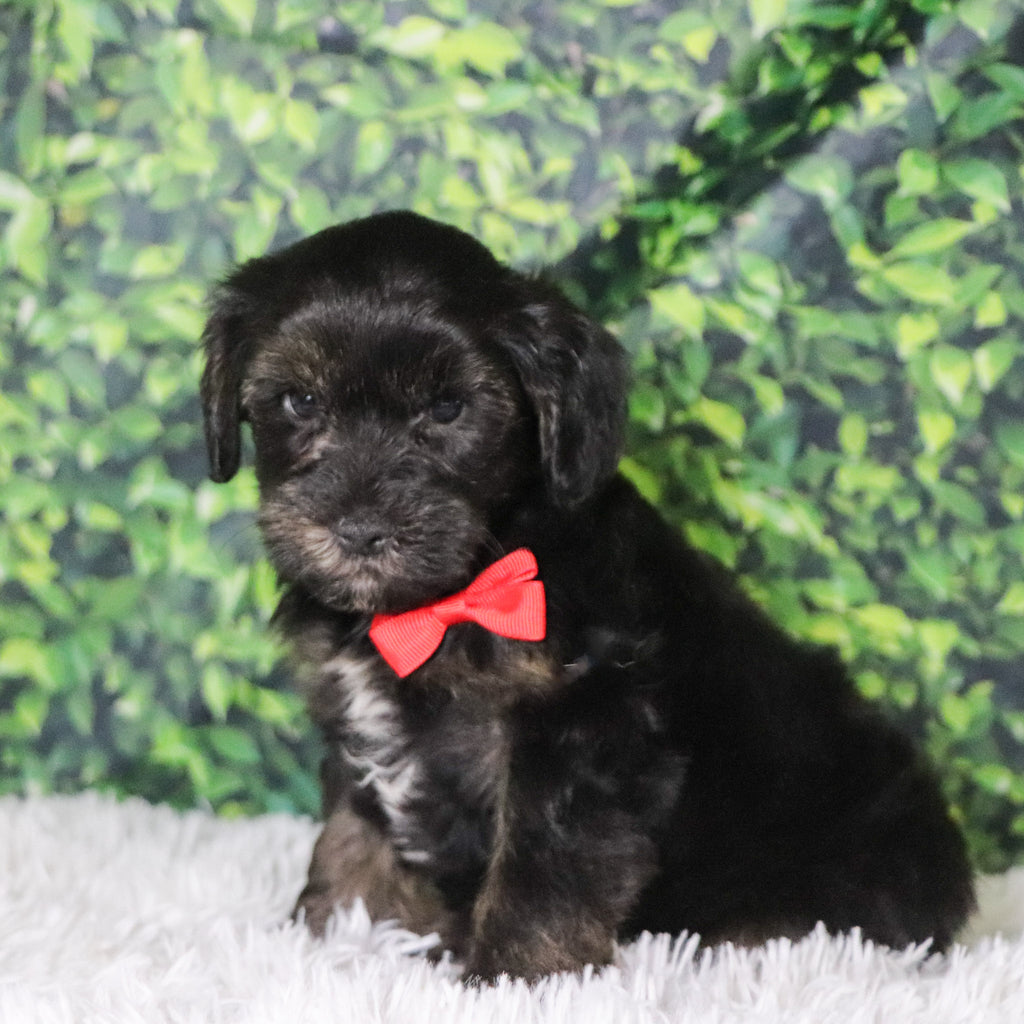 Badar - Available 12/10