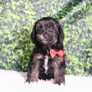 Badar - Available 12/10