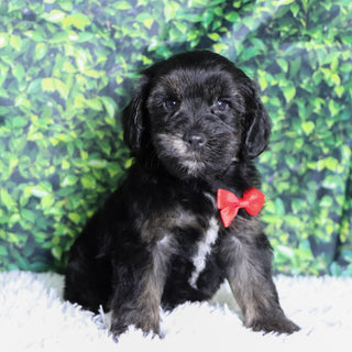 Badar - Available 12/10