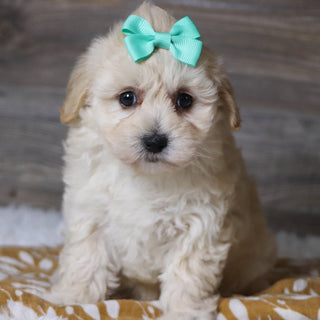 Bailey - Available 12/3