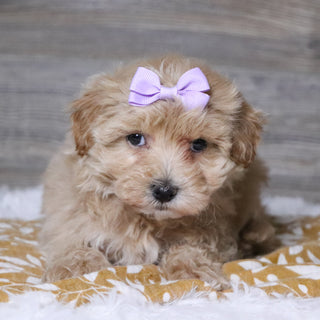 Baina - Available 12/3