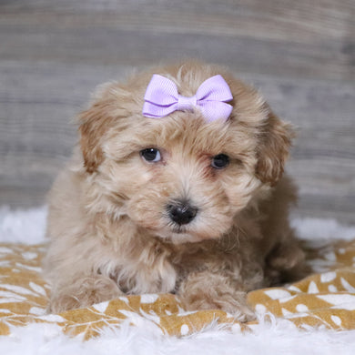 Baina - Available 12/3