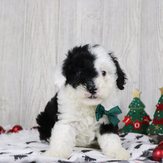 Baker - Available 12/10