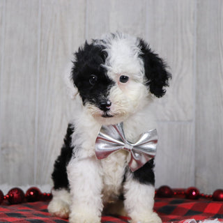 Baker - Available 12/10