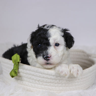 Baker - Available 12/10