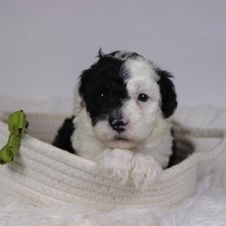 Baker - Available 12/10