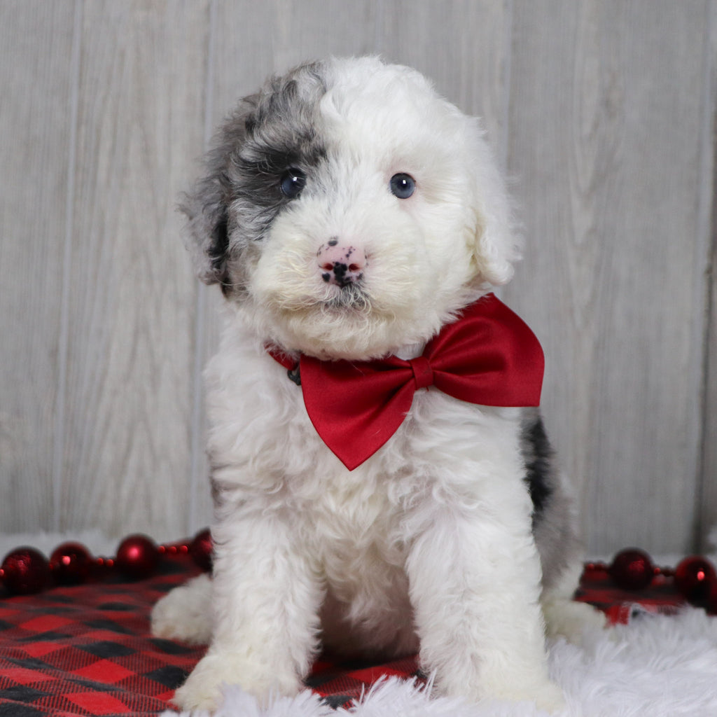 Balder - Available 12/10