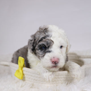 Balder - Available 12/10