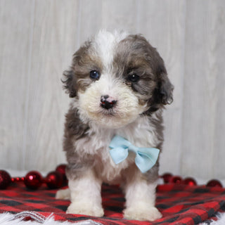 Baliff - Available 12/10