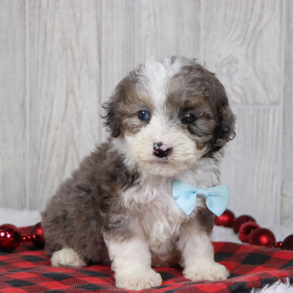 Baliff - Available 12/10