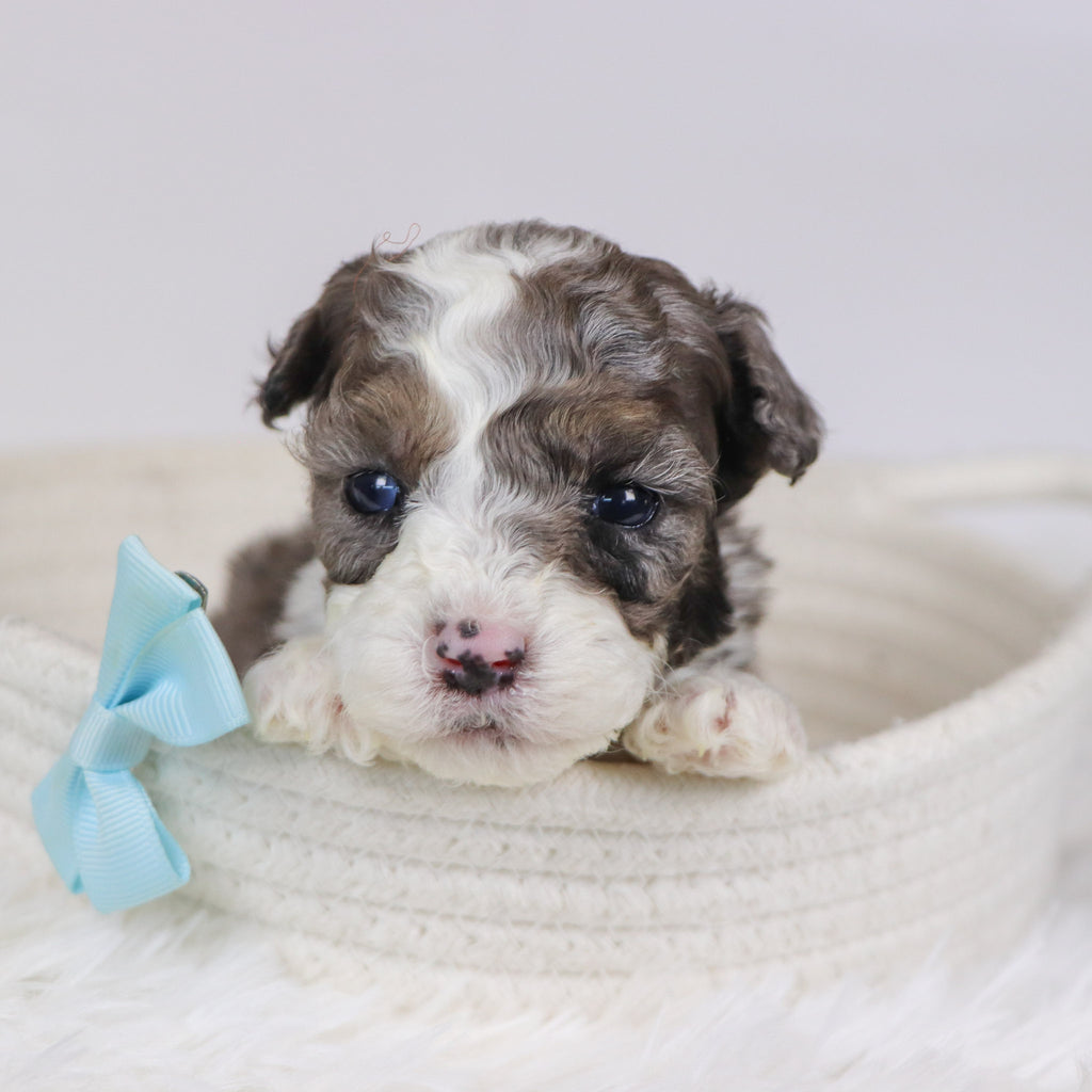 Baliff - Available 12/10