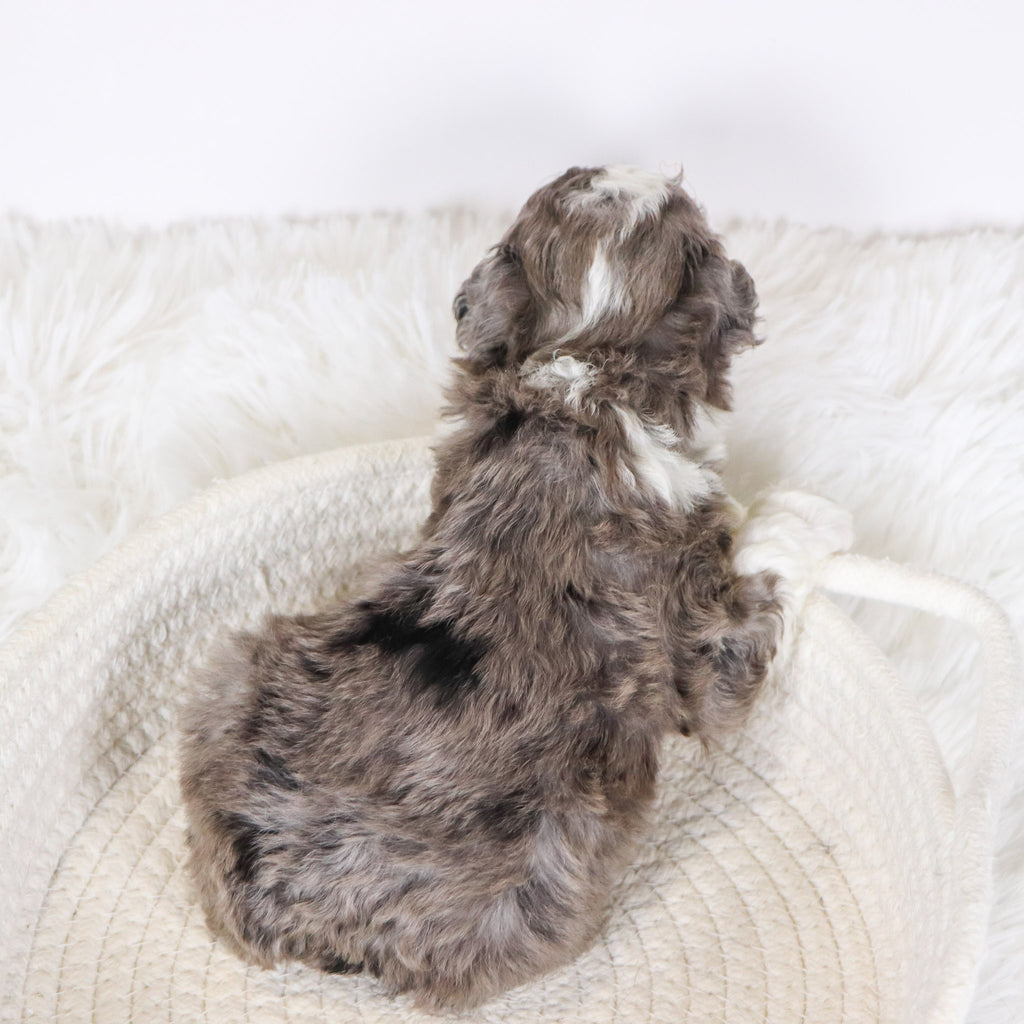 Baliff - Available 12/10