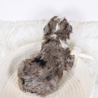 Baliff - Available 12/10