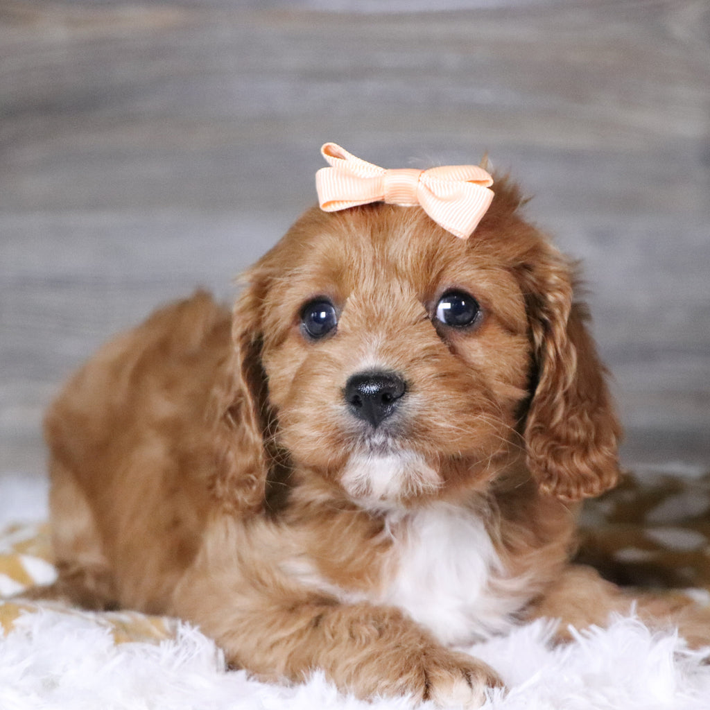 Ballari - Available 12/3