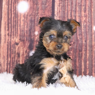 Bao - Available 12/10