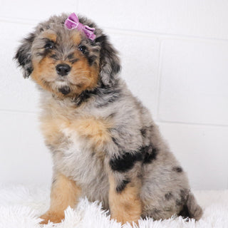 Barbie - Available 1/15