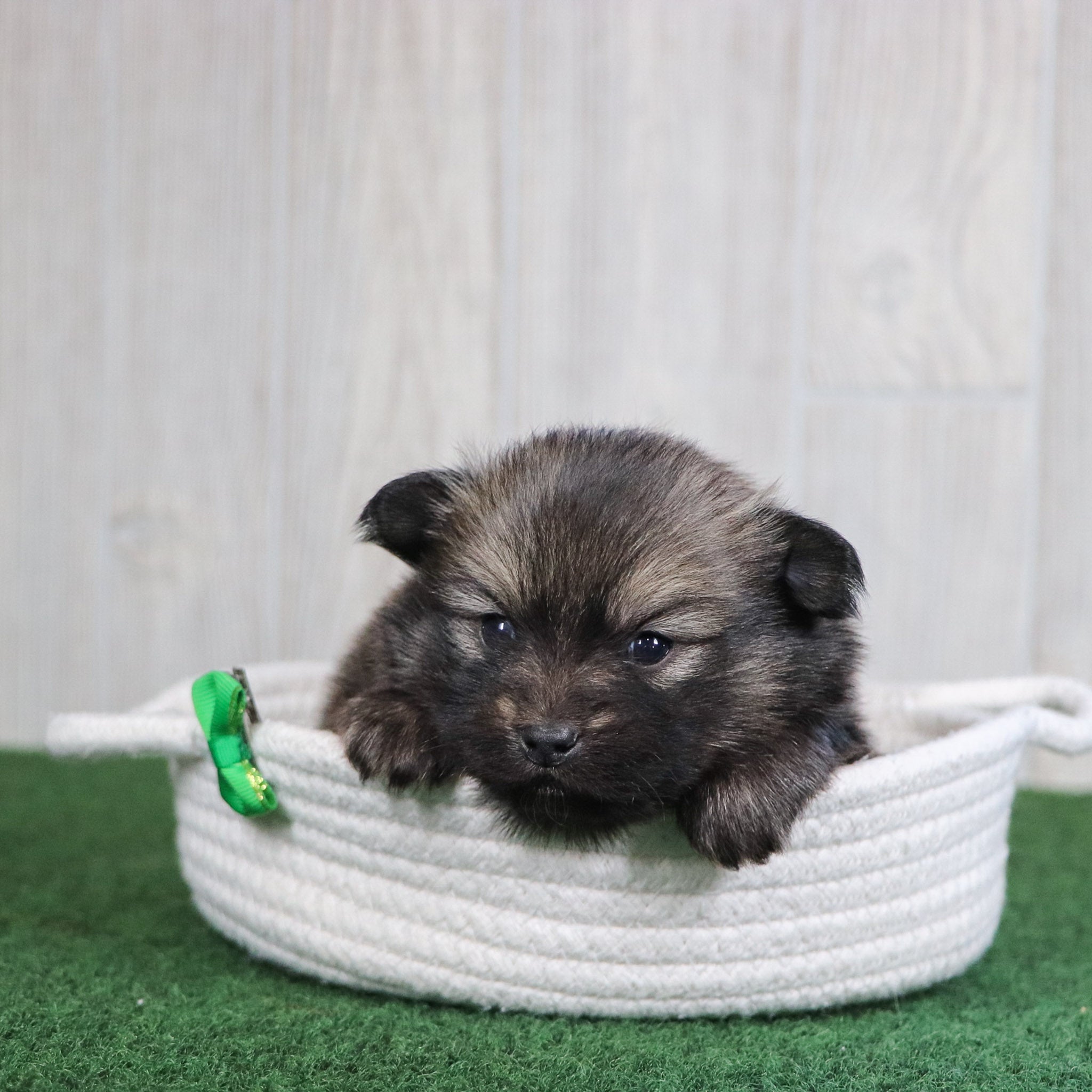 why choose happytail puppies