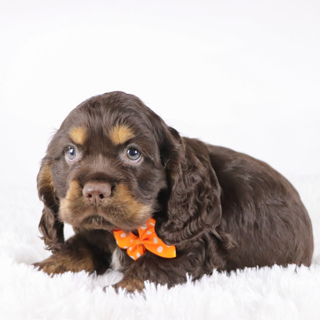 Barry - Available Now