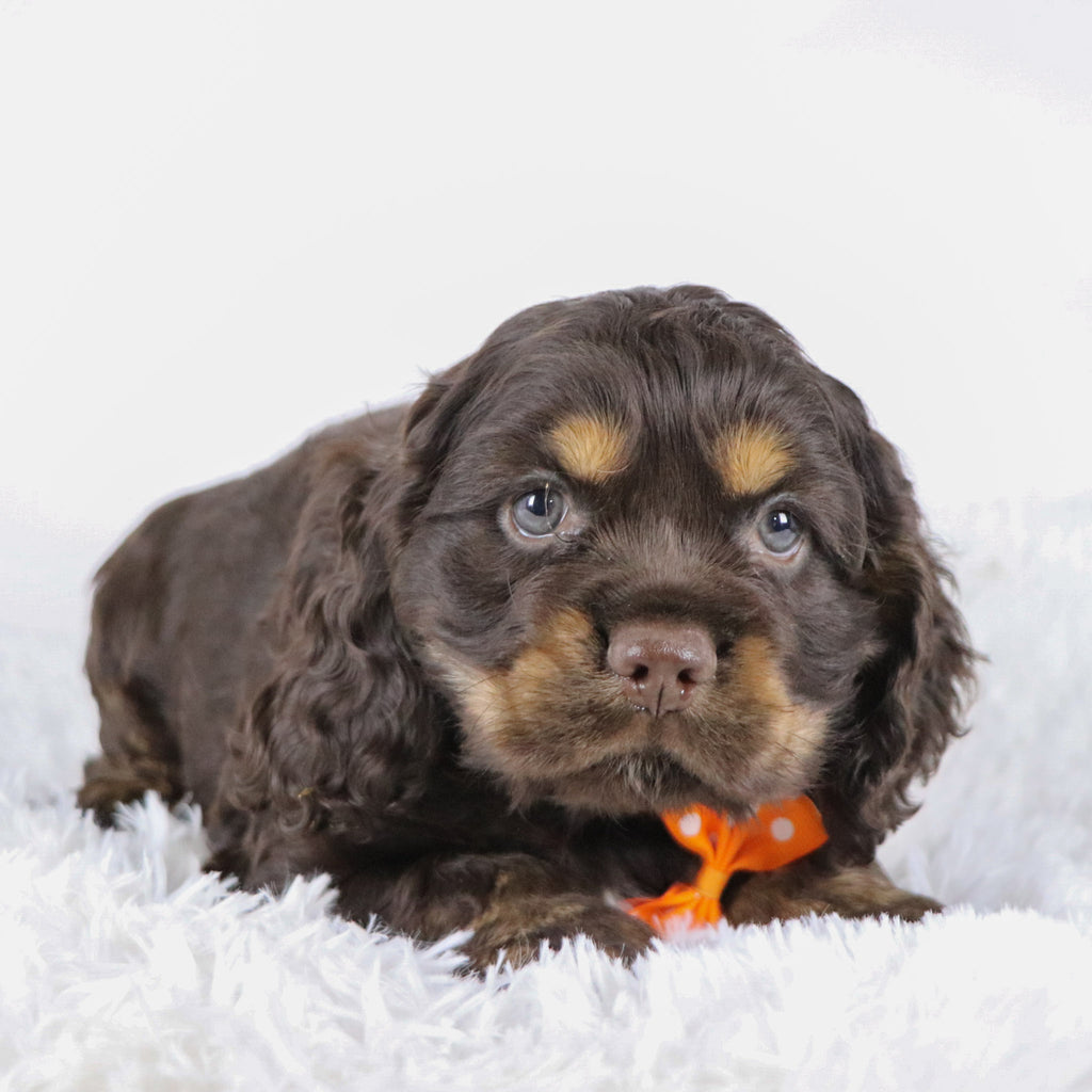 Barry - Available Now