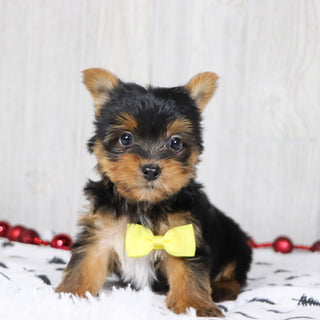 Bash - Available 12/10