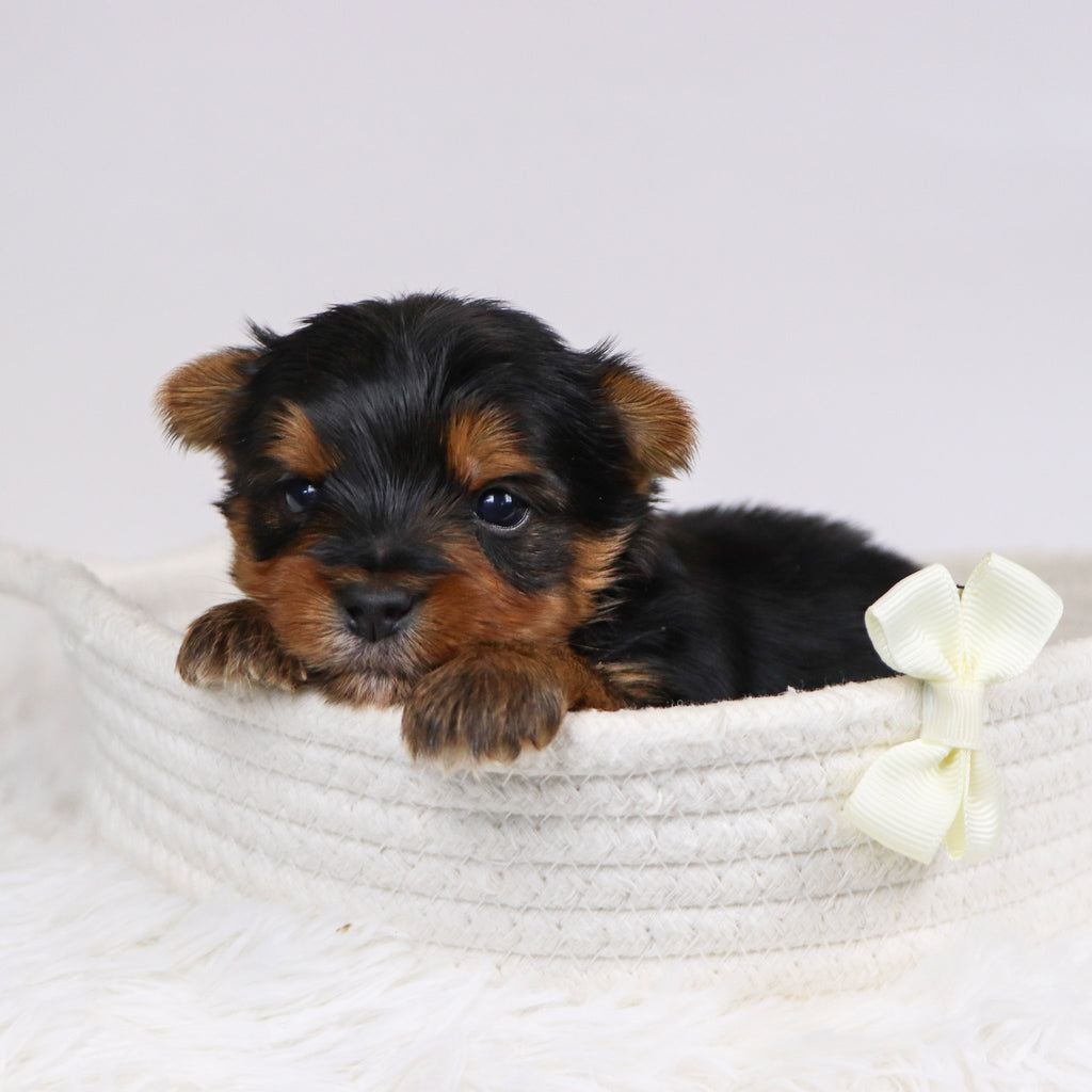 Bash - Available 12/10