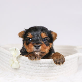 Bash - Available 12/10