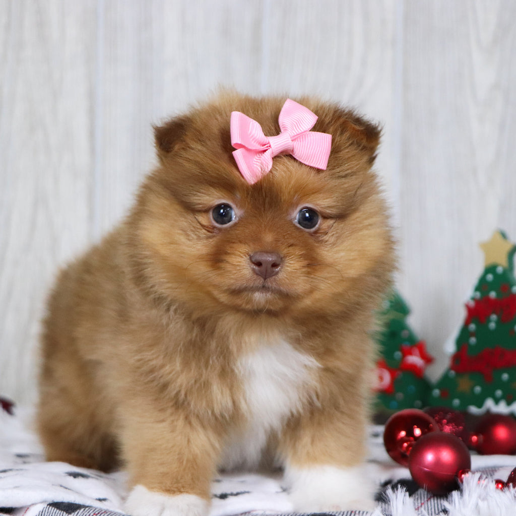 Bay - Available 12/3