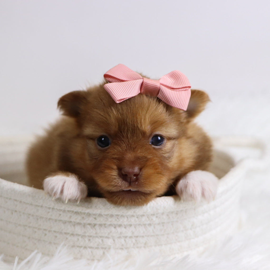 Bay - Available 12/3