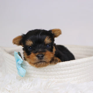 Beagan - Available 12/10