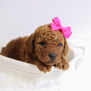 Beatha - Available Now