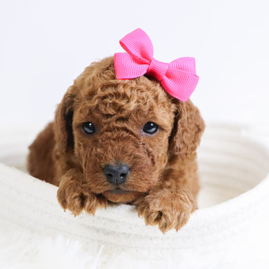 Beatha - Available 12/3