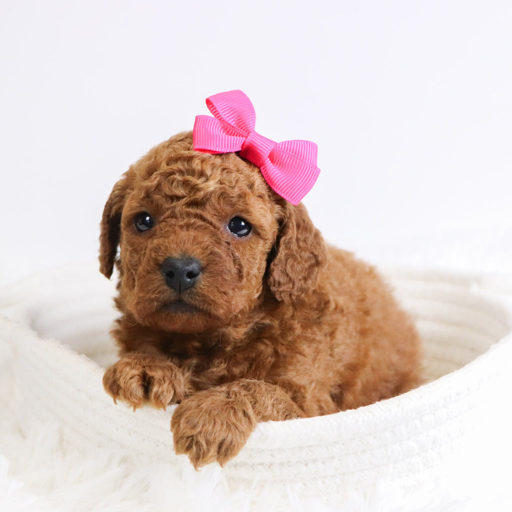 Beatha - Available 12/3