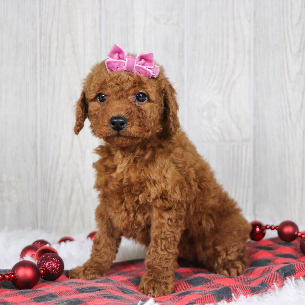 Beatha - Available Now