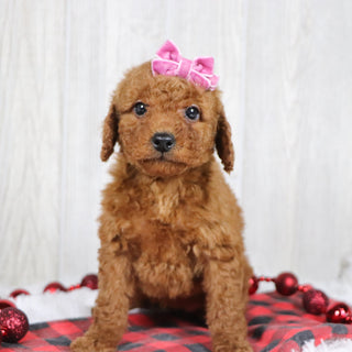 Beatha - Available Now