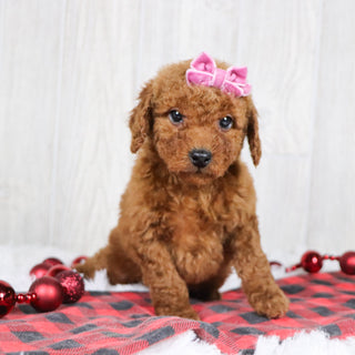 Beatha - Available Now