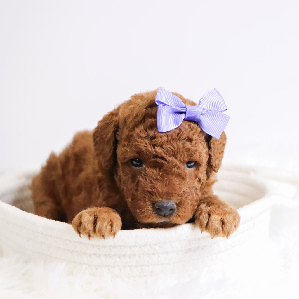 Beatrice - Available Now