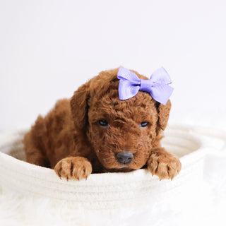 Beatrice - Available Now