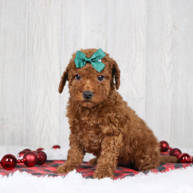 Beatrice - Available 12/3