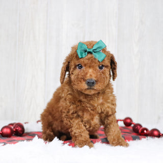 Beatrice - Available Now